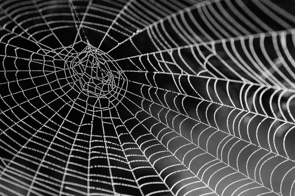 spider web with water beads network dewdrop